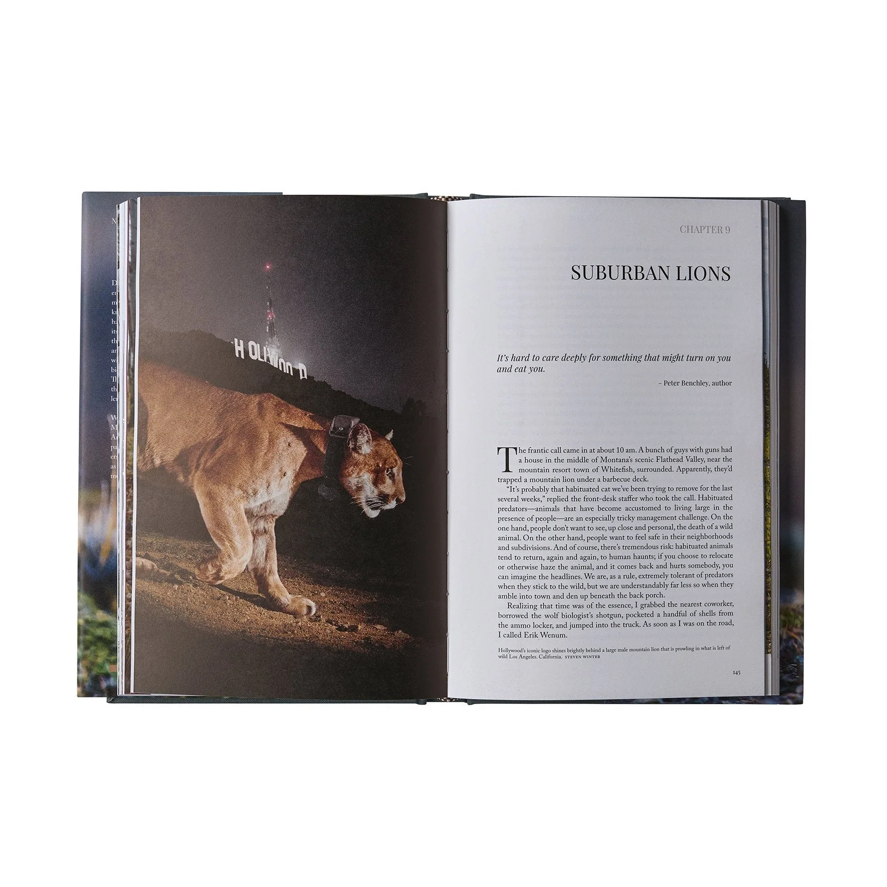 Path of the Puma: The Remarkable Resilience of the Mountain Lion (hardcover book) - Image 12