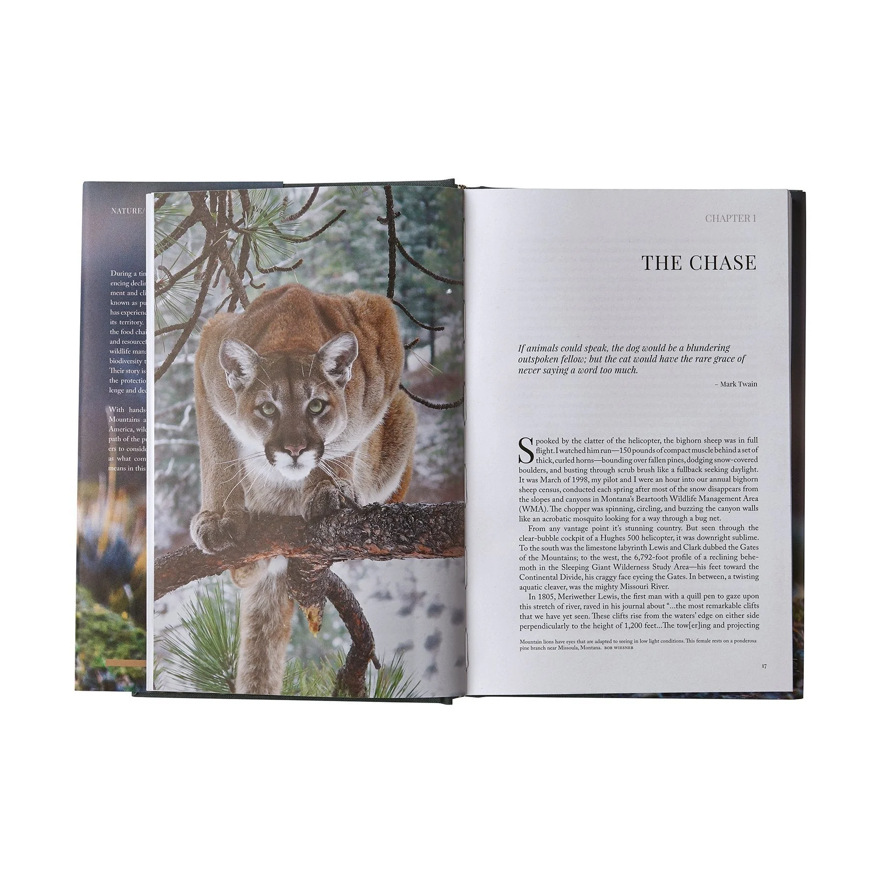 Path of the Puma: The Remarkable Resilience of the Mountain Lion (hardcover book) - Image 13