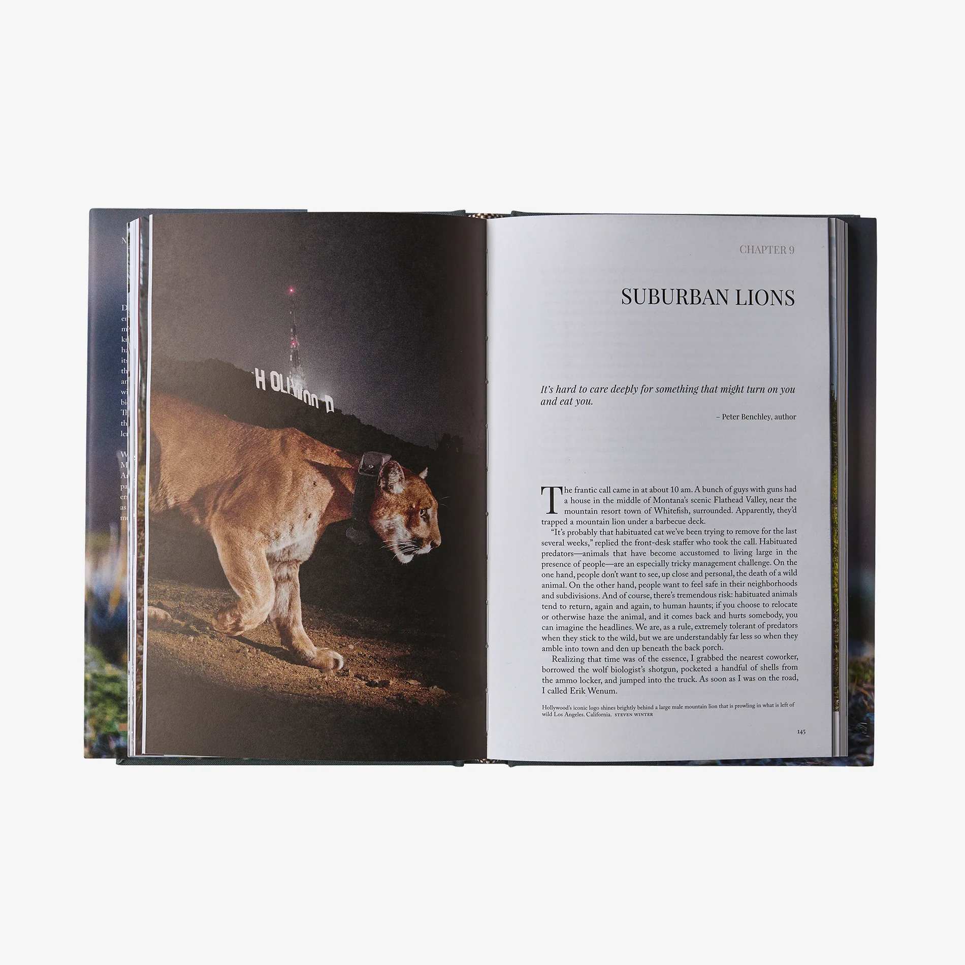 Path of the Puma: The Remarkable Resilience of the Mountain Lion (hardcover book) - Image 4