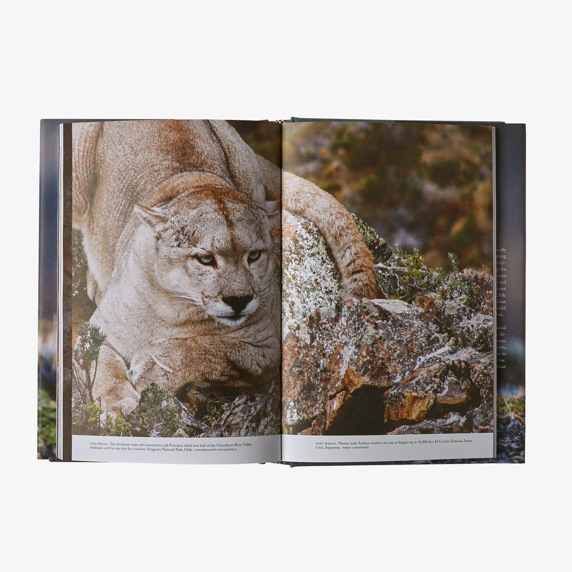 Path of the Puma: The Remarkable Resilience of the Mountain Lion (hardcover book) - Image 5
