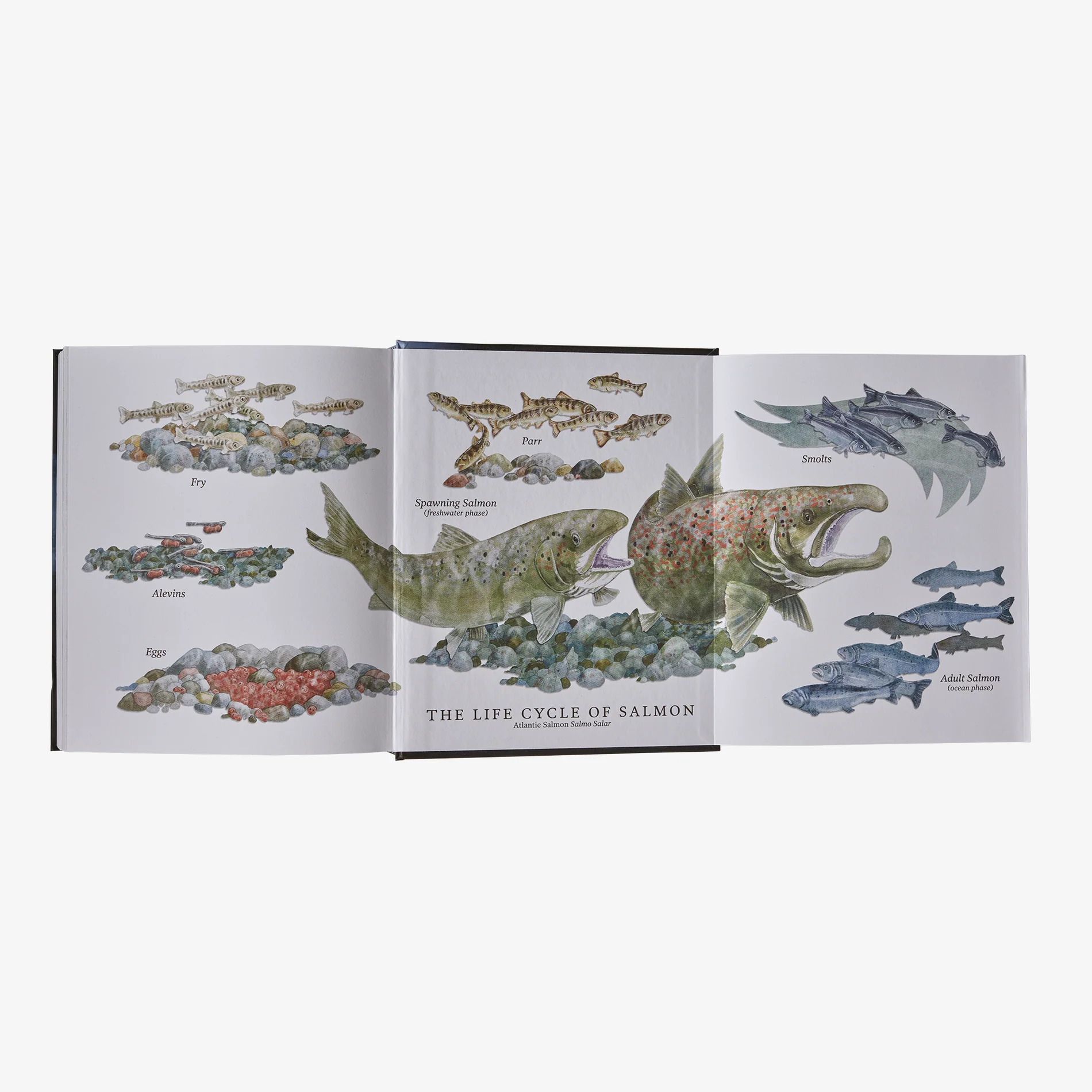 Salmon: A Fish, the Earth and the History of Their Common Fate (hardcover book published by Patagonia) - Image 7